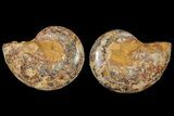Cut & Polished Agatized Ammonite Fossil- Jurassic #131748-1